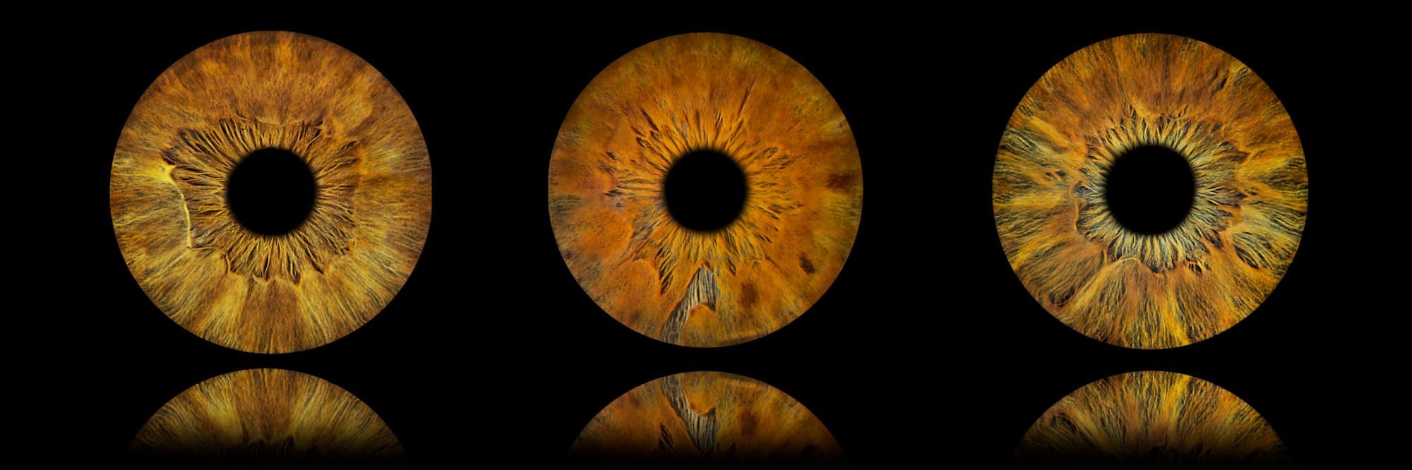 Trois portraits d'iris en macro-photographie