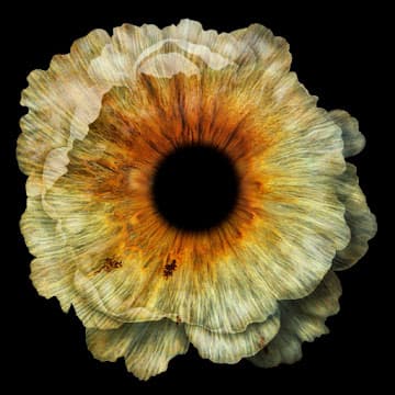 Portrait d'iris – effet fleur
