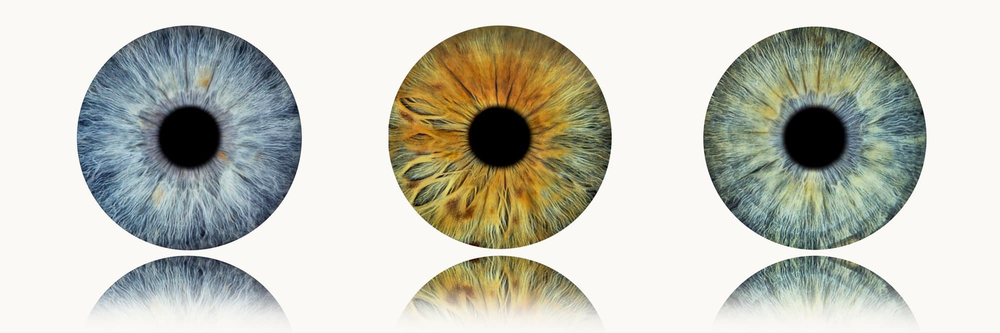 Portrait d'iris – macro-photographie